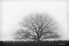 Foggy Old Tree Poster Print by Lori Deiter - Item # VARPDXLD1646