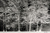 Snowy Trees Poster Print by Lori Deiter - Item # VARPDXLD1763