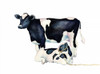Mama Moo Baby Moo Poster Print by Laurie Korsgaden - Item # VARPDXLKRC2399