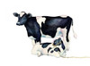 Mama Moo Baby Moo Poster Print by Laurie Korsgaden - Item # VARPDXLKRC2399