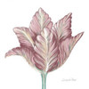 Romantic Tulip 1 Poster Print by Lorraine Rossi - Item # VARPDXLRSQ245A