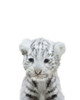 White Tiger Poster Print by Leah Straatsma - Item # VARPDXLSRC008B