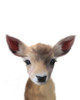 Baby Deer Poster Print by Leah Straatsma - Item # VARPDXLSRC008H
