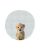 Baby Lion Circle Poster Print by Leah Straatsma - Item # VARPDXLSRC013C