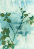 Leaves and Sky Poster Print by Krista McCurdy - Item # VARPDXM1672D