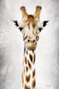 Geri the Giraffe Up Close Poster Print by Marla Rae - Item # VARPDXMAZ5485