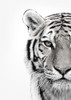 White Tiger Poster Print by Design Fabrikken Design Fabrikken - Item # VARPDXMF9690350