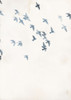 Pigeons Sky Poster Print by Design Fabrikken Design Fabrikken - Item # VARPDXMF9690888