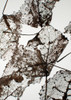Leaves Poster Print by Design Fabrikken Design Fabrikken - Item # VARPDXMF9690997