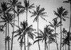 Palm Heaven Poster Print by Design Fabrikken Design Fabrikken - Item # VARPDXMF9691057