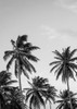 Palms in Grey Poster Print by Design Fabrikken Design Fabrikken - Item # VARPDXMF9691058