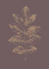 Botanica 2 Poster Print by Design Fabrikken Design Fabrikken - Item # VARPDXMF9691079