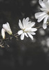White Flowers Poster Print by Design Fabrikken Design Fabrikken - Item # VARPDXMF9691235