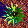 Aloe Burst II Poster Print by Grayscale Grayscale - Item # VARPDXMJMABS00114