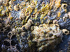 Mussels and Shells II Poster Print by Grayscale Grayscale - Item # VARPDXMJMCOA00003
