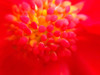 Flower Cluster I Poster Print by Grayscale Grayscale - Item # VARPDXMJMFLO00002