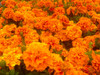 Chrysanthemums I Poster Print by Grayscale Grayscale - Item # VARPDXMJMFLO00004