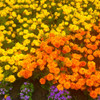 Chrysanthemums II Poster Print by Grayscale Grayscale - Item # VARPDXMJMFLO00005