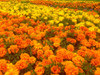 Chrysanthemums III Poster Print by Grayscale Grayscale - Item # VARPDXMJMFLO00006