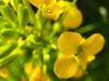 Yellow Wildflower I Poster Print by Grayscale Grayscale - Item # VARPDXMJMFLO00013