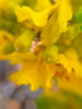 Yellow Wildflower II Poster Print by Grayscale Grayscale - Item # VARPDXMJMFLO00014