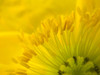 Yellow Wildflower V Poster Print by Grayscale Grayscale - Item # VARPDXMJMFLO00046