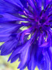 Purple Wildflower I Poster Print by Grayscale Grayscale - Item # VARPDXMJMFLO00049