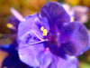 Purple Bloom I Poster Print by Grayscale Grayscale - Item # VARPDXMJMFLO00076