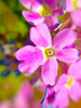 Pink Bloom II Poster Print by Grayscale Grayscale - Item # VARPDXMJMFLO00083