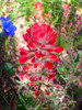 Wildflower Field II Poster Print by Grayscale Grayscale - Item # VARPDXMJMFLO00094