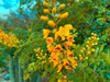 Yellow Blooms I Poster Print by Grayscale Grayscale - Item # VARPDXMJMFLO00110