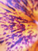 Lava Leaf I Poster Print by Grayscale Grayscale - Item # VARPDXMJMFLO00116