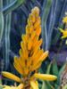 Aloe Blooms II Poster Print by Grayscale Grayscale - Item # VARPDXMJMFLO00128