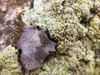 Lichen I Poster Print by Grayscale Grayscale - Item # VARPDXMJMMAC00003