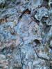 Bark Scales III Poster Print by Grayscale Grayscale - Item # VARPDXMJMMAC00037