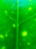 Green Leaf IX Poster Print by Grayscale Grayscale - Item # VARPDXMJMNAT00014