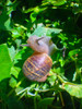 Snail Snack I Poster Print by Grayscale Grayscale - Item # VARPDXMJMNAT00036