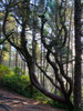 Hobbit Trail III Poster Print by Grayscale Grayscale - Item # VARPDXMJMNAT00059