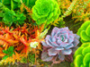 Succulent Garden I Poster Print by Grayscale Grayscale - Item # VARPDXMJMNAT00085