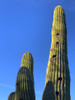 Desert Canopy II Poster Print by Grayscale Grayscale - Item # VARPDXMJMNAT00125