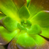 Succulent Square I Poster Print by Grayscale Grayscale - Item # VARPDXMJMNAT00135