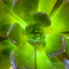 Succulent Square II Poster Print by Grayscale Grayscale - Item # VARPDXMJMNAT00136