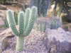 Cactus Arrangement I Poster Print by Grayscale Grayscale - Item # VARPDXMJMNAT00148