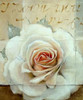 Frosted Rose 2 Poster Print by May May - Item # VARPDXMLIRC6433