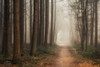 Quiet Poster Print by Martin Podt - Item # VARPDXMPP175
