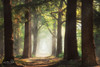 Fresh Green Forest Poster Print by Martin Podt - Item # VARPDXMPP424