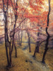 High Up in the Trees Poster Print by Martin Podt - Item # VARPDXMPP428