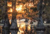 Sunset in the Swamps Poster Print by Martin Podt - Item # VARPDXMPP494