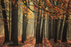 Bunch of Trees Poster Print by Martin Podt - Item # VARPDXMPP536