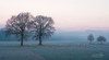 Sheep on a Cold Morning Poster Print by Martin Podt - Item # VARPDXMPP537